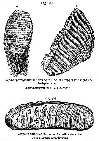Fig. 93: Elephas
primigenius (or Mammoth) molar of upper jaw, right side. Post-pliocene; Fig.
94: Elephas antiquus, Falconer. Penultimate molar. Post-pliocene and Pliocene.