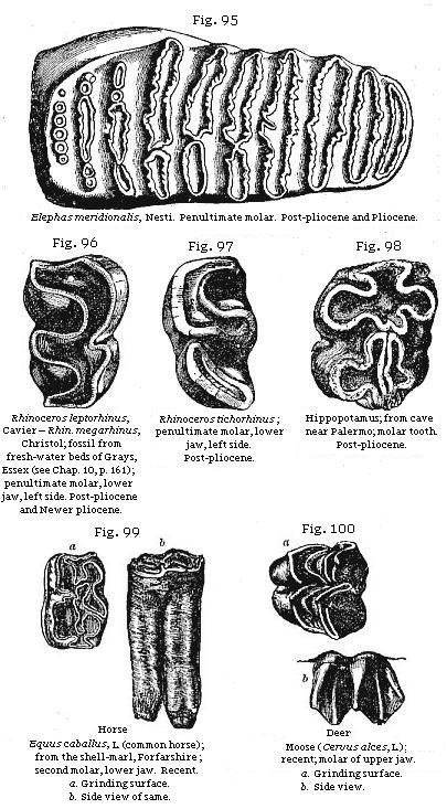 Figs. 95 to 100: Teeth
of extinct mammalia.