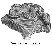 Thecosmilia
annularis