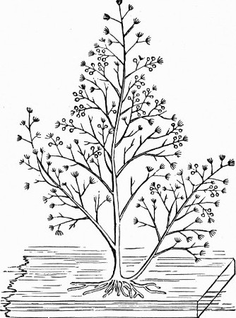 Fig. 2.—Bougainvillea fruticosa; natural size. (After
Allman.)