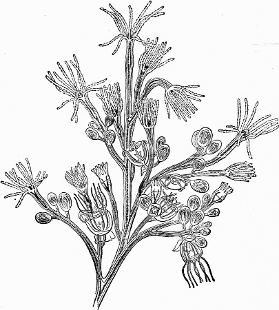 Fig. 3.—Bougainvillea fruticosa; magnified to show
development.