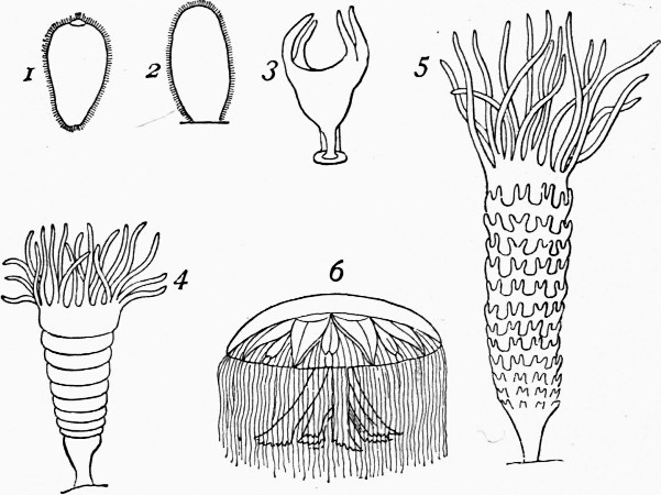 Fig. 5.—Medusa aurita, and progressive stages of
development.