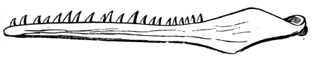 Jaw of a Cretaceous Toothed
  Bird