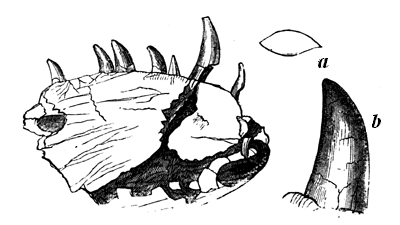 Jaw of Bathygnathus
  borealis (Leidy).