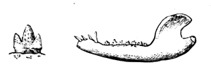 Jaw, and enlarged molar of
  Phascolotherium Bucklandi.