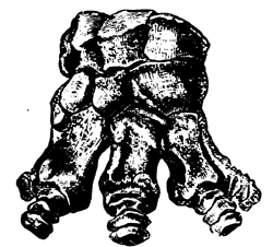 Fore-foot of
  Dinoceras.