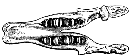 Lower Jaw of
  Megatherium.