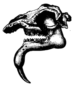 Head of Dinotherium
  giganteum.
