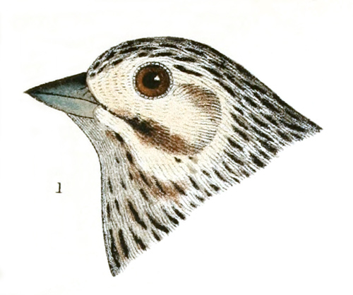 Illustration: Color plate 29 detail 1