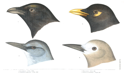 Illustration: Color plate 38