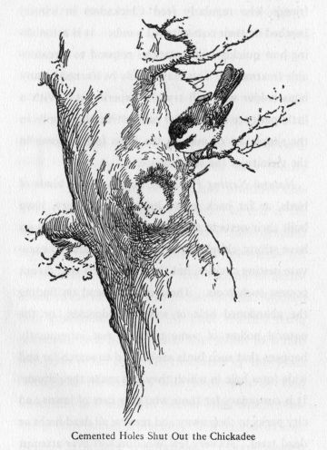 Cemented Holes Shut Out the Chickadee