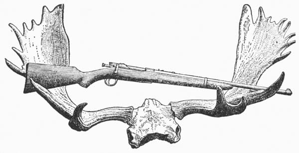 Antlers of moose shot September 19, 1915, with
Springfield rifle No. 6000, Model 1903
