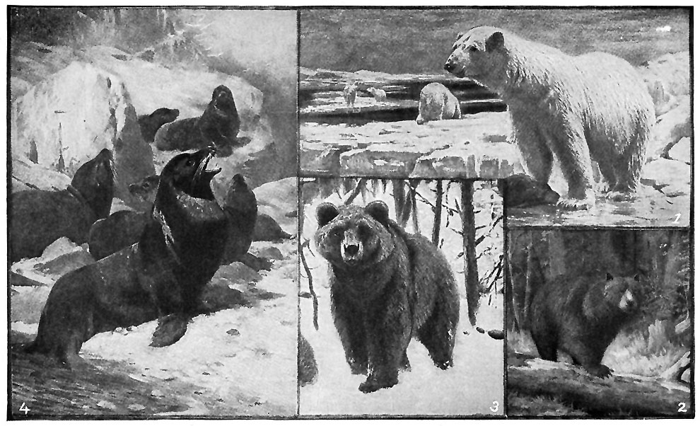 TYPES OF BEARS.