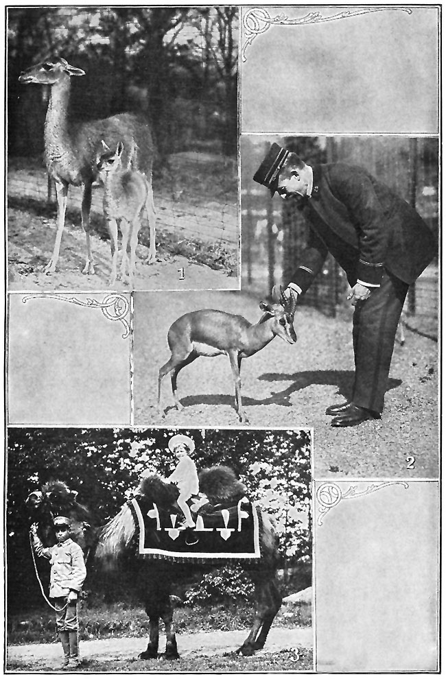 CHILDREN'S PETS AT THE ZOO.