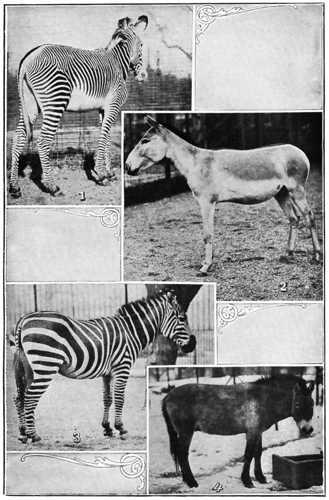 WILD RELATIVES OF THE HORSE.