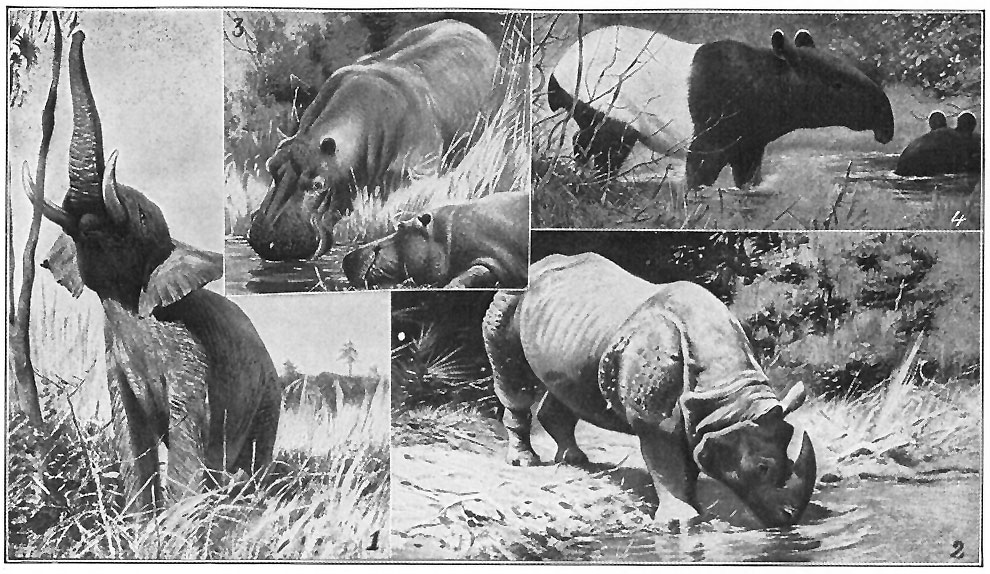 PACHYDERMS AND TAPIR.
