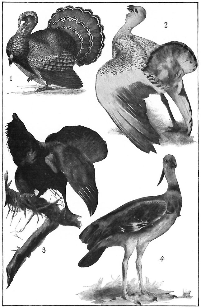 FOUR GREAT GAME-BIRDS.