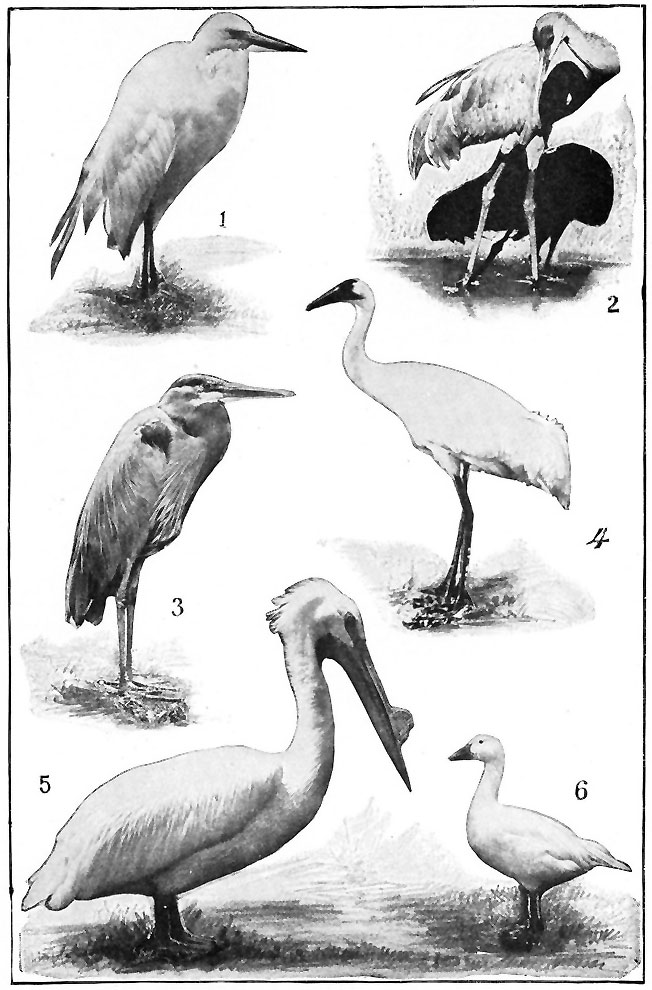 AMERICAN WADING BIRDS.