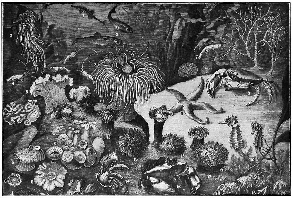 LIFE ON THE SEA-BOTTOM.