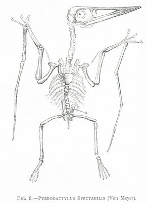 FIG. 8.—PTERODACTYLUS SPECTABILIS (Von Meyer).