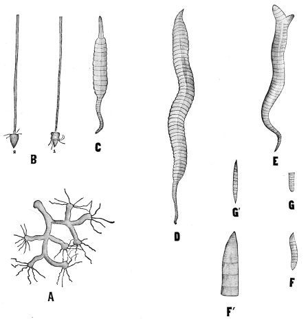 [Image unavailable.]