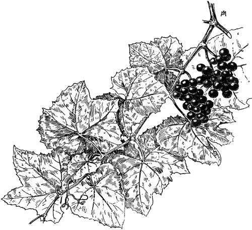 Fig. 4. A shoot of Vitis Ã¦stivalis.