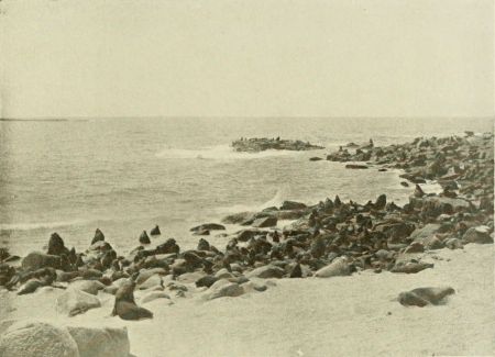 SEAL ROOKERY.