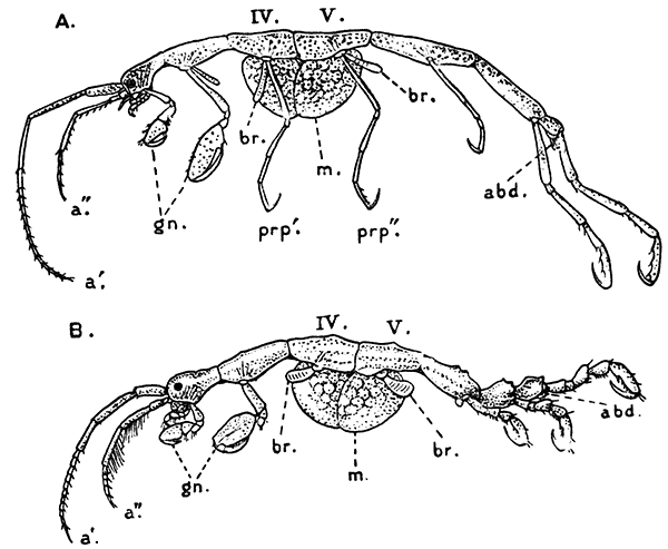 Two Species of CaprellidÃ¦