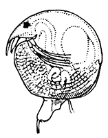 Chydorus sphÃ¦ricus