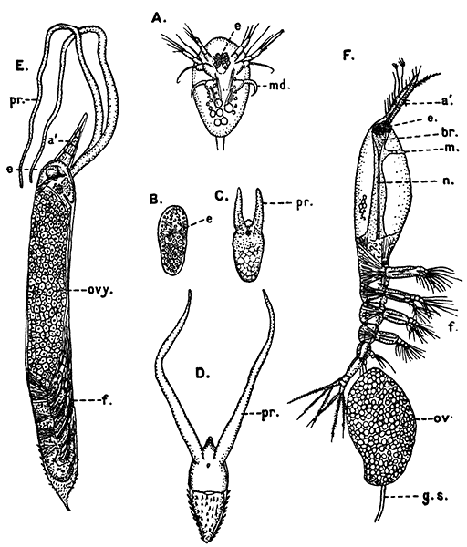 Stages in the Life-history of HÃ¦mocera danÃ¦