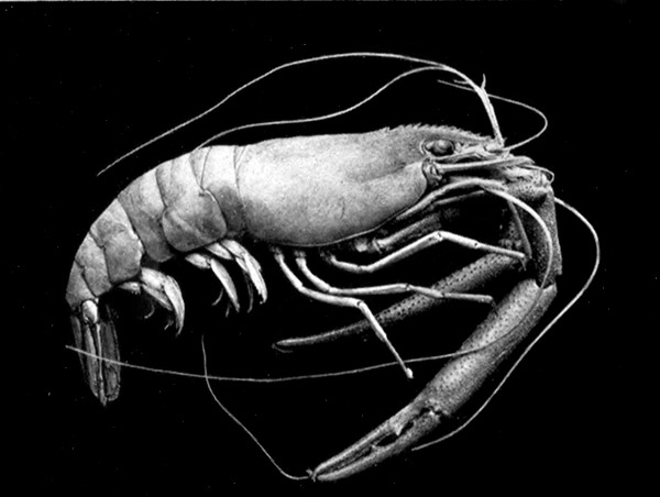 PalÃ¦mon jamaicensis