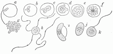 Fig. 20.—Part Of The Cycle Of Development Of The Organism Of Malaria, a-g, Cycle of forty-eight hour development, the period of chill coinciding with the appearance of f and g in the blood. The organisms g, which result from segmentation, attack other corpuscles and a new cycle begins. h, The male form or microgametocyte, with the protruding and actively moving spermatozoa, one of which is shown free. i and j are the macrogametes or female forms. k shows one of these in the act of being fertilized by the entering spermatozoÃ¶n. The differentiation into male and female forms takes place in the blood, the further development of the sexual cycle within the mosquito.