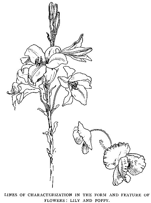 Lines of Characterization
in the Form and Feature of Flowers: Lily and Poppy.