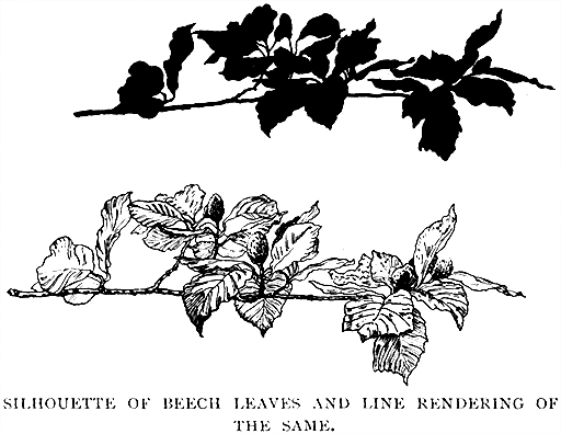 Silhouette of Beech Leaves
and Line Rendering of the Same.
