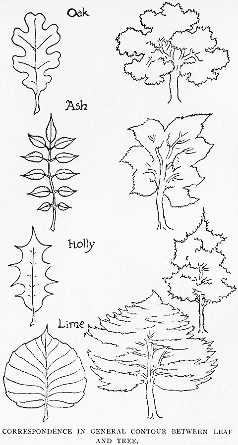 Correspondence in General Contour
Between Leaf and Tree.
