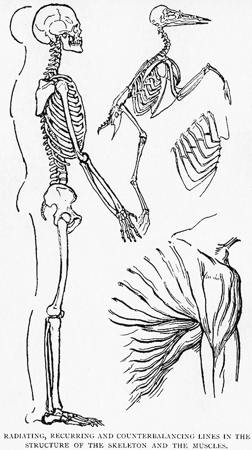 Radiating, Recurring And Counterbalancing
Lines In The Structure Of The Skeleton And The Muscles.