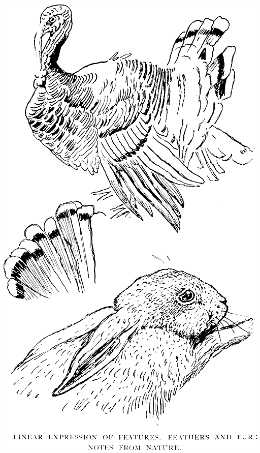 Linear Expression of Features,
Feathers and Fur: Notes from Nature.