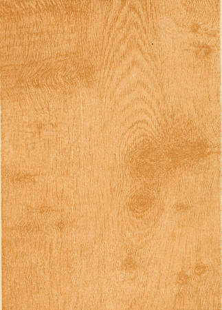 Plate 29. POLLARD OAK.
