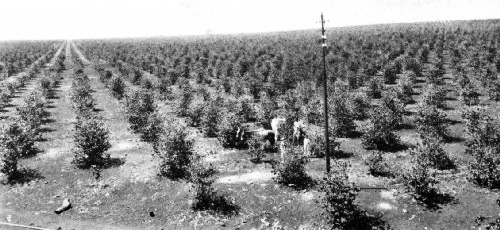 Intensive Cultivation Methods in the Ribeirao Preto District, São Paulo