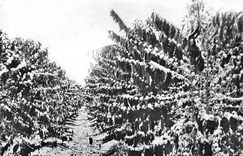 Well Cultivated Young Coffee Trees in Blossom