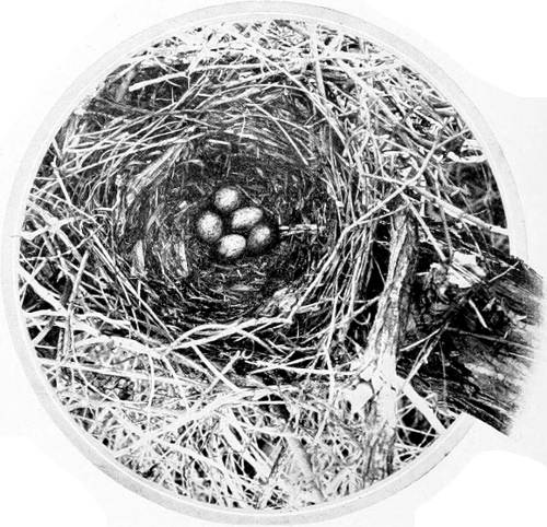 Taken in Benton Co. Photo by the Author.
NEST AND EGGS OF WESTERN CROW.