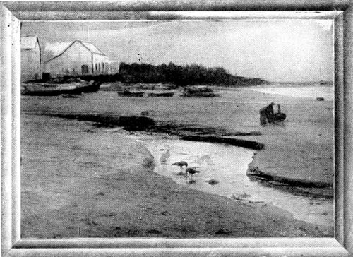 Taken at Neah Bay. Photo by the Author.
THE PHANTOM CROWS.