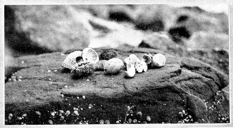 Taken on Waldron Id. Photo by the Author.
THE CROW’S FARE.