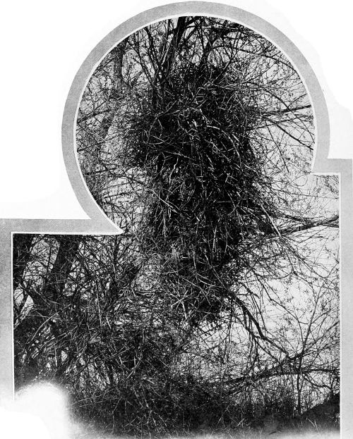 Taken in Benton County. Photo by the Author.
MAGPIE’S NEST ON HOMELY ISLAND.