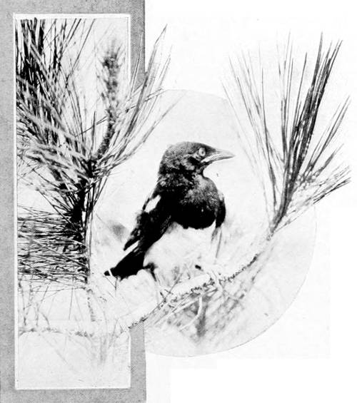Taken near Spokane. Photo by Fred S. Merrill.
YOUNG MAGPIE.