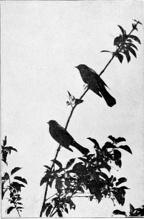 Taken in Douglas County. Photo by the Author.
BREWER’S BLACKBIRDS.