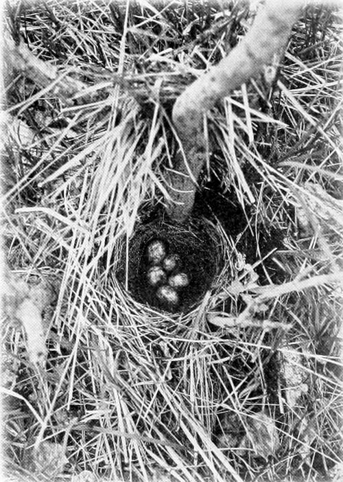 Taken in Stevens County. Photo by the Author.
GROUND NEST OF BREWER BLACKBIRD.