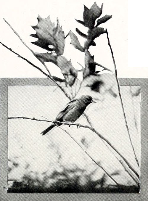 Taken near Spokane. Photo by F. S. Merrill.
FEMALE BULLOCK ORIOLE.