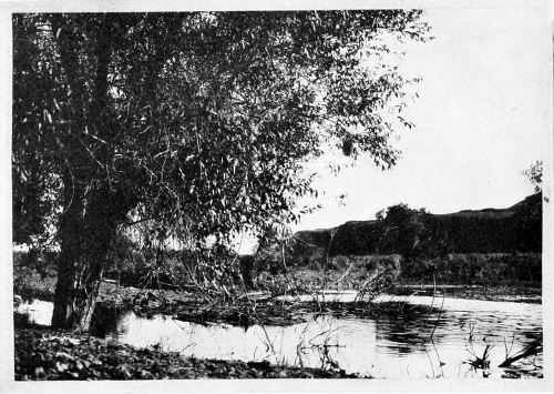 Taken in Douglas County. Photo by the Author.
NESTING SITE OF THE BULLOCK ORIOLE.