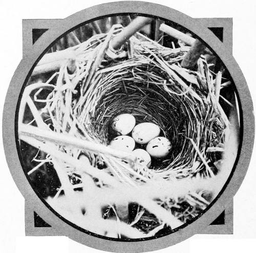 Taken near Spokane. Photo by F. S. Merrill.
NEST AND EGGS OF THE COLUMBIAN REDWING.